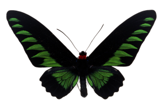 蝴蝶 彩蝶 花蝴蝶 动物 昆虫 免抠