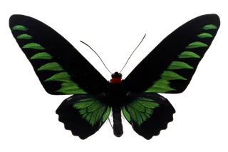 蝴蝶 彩蝶 花蝴蝶 动物 昆虫 免抠