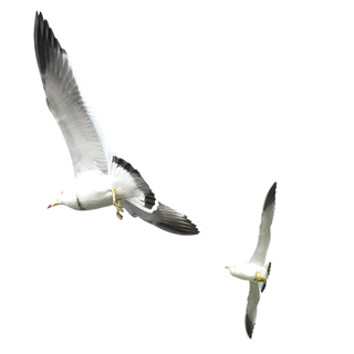 海鸥两只动物