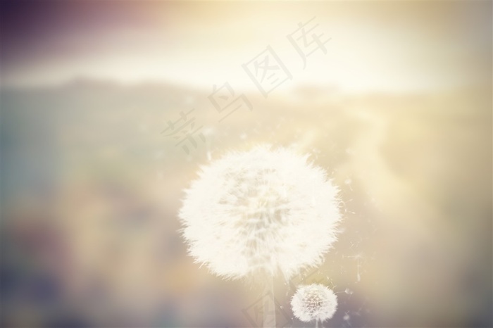飞舞的蒲公英高清素材图片