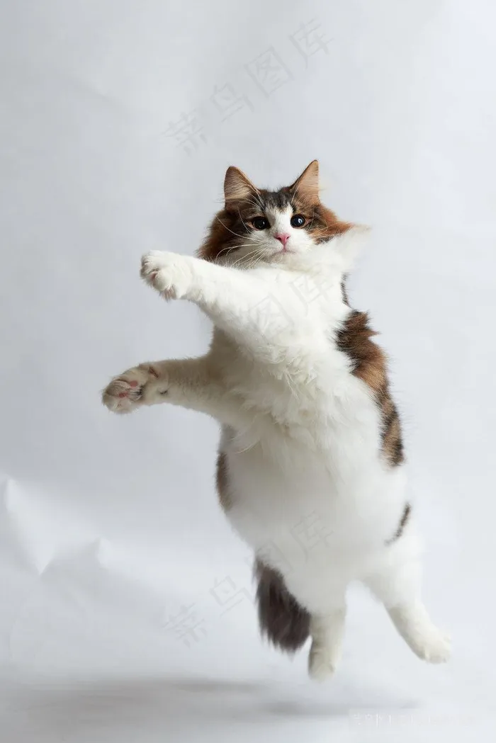 高清拳击的猫咪图片