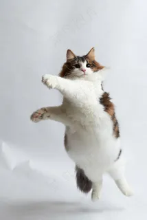 高清拳击的猫咪图片 高清拳击的猫咪图片