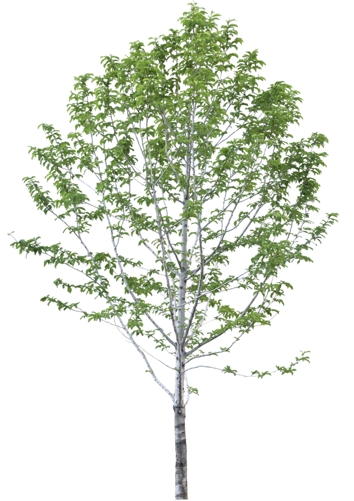 高清树木素材 免抠PSD植物素材 美术绘画园林贴图 树草灌木花草