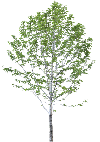 高清树木素材 免抠PSD植物素材 美术绘画园林贴图 树草灌木花草