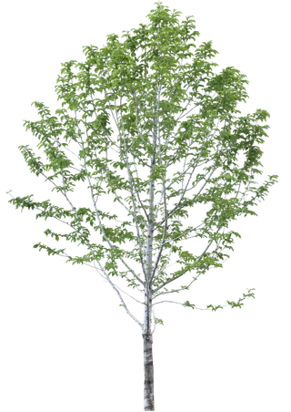 高清树木素材 免抠PSD植物素材 美术绘画园林贴图 树草灌木花草