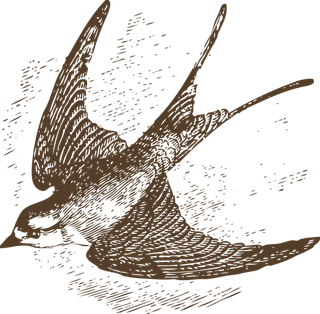 简约风手绘素描动画小鸟鸟儿免扣PNG图片素材 (25)