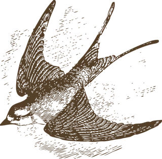 简约风手绘素描动画小鸟鸟儿免扣PNG图片素材 (25)