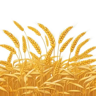 小麦麦穗金黄免抠