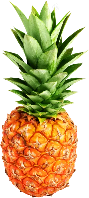 PNG 菠萝  