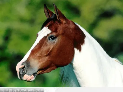 黄脸白色脖子的骏马