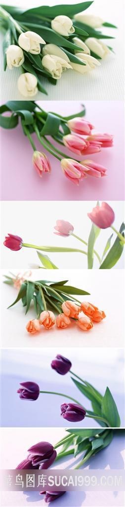 唯美郁金香鲜花背景