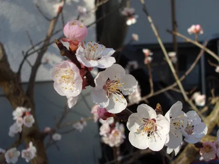 春天盛开桃花图片 春天盛开桃花图片