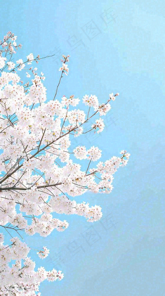春天开满花朵的树冠仰拍蓝色天空，立春，春分摄影图(816x1456)