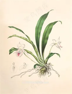 兰花高清彩绘插画图片 兰花高清彩绘插画图片