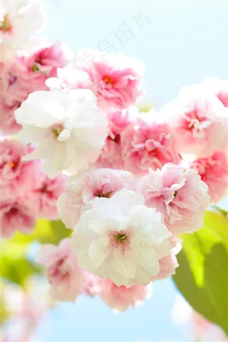 唯美樱花鲜花图片