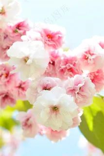 唯美樱花鲜花图片 唯美樱花鲜花图片