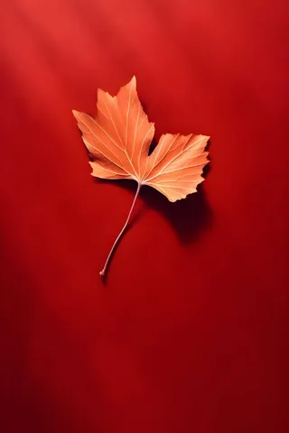 红色秋叶大气背景