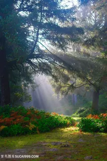 丁达尔效应光影树林图片 丁达尔效应光影树林图片