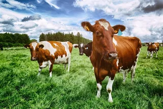 蓝天白云下绿色牧场上的奶牛高清图片