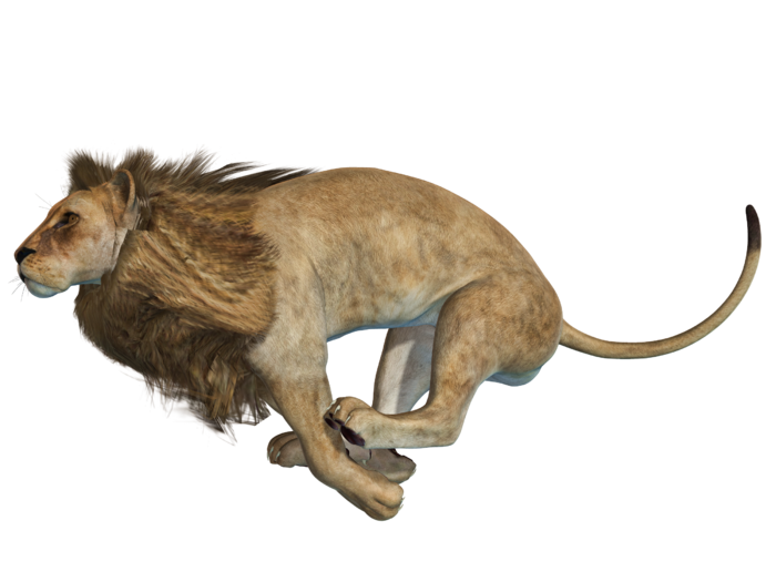 狮子动物园动物森林野生设计素材