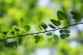 绿意盎然下的绿叶树枝摄影图