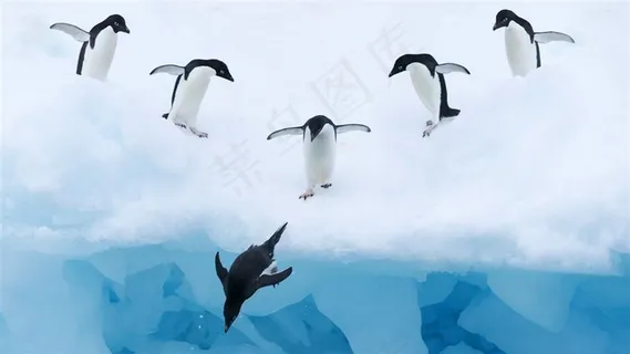 呆萌可爱南极企鹅素材图片 呆萌可爱南极企鹅素材图片