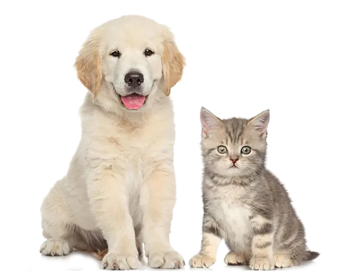 小狗猫咪动物