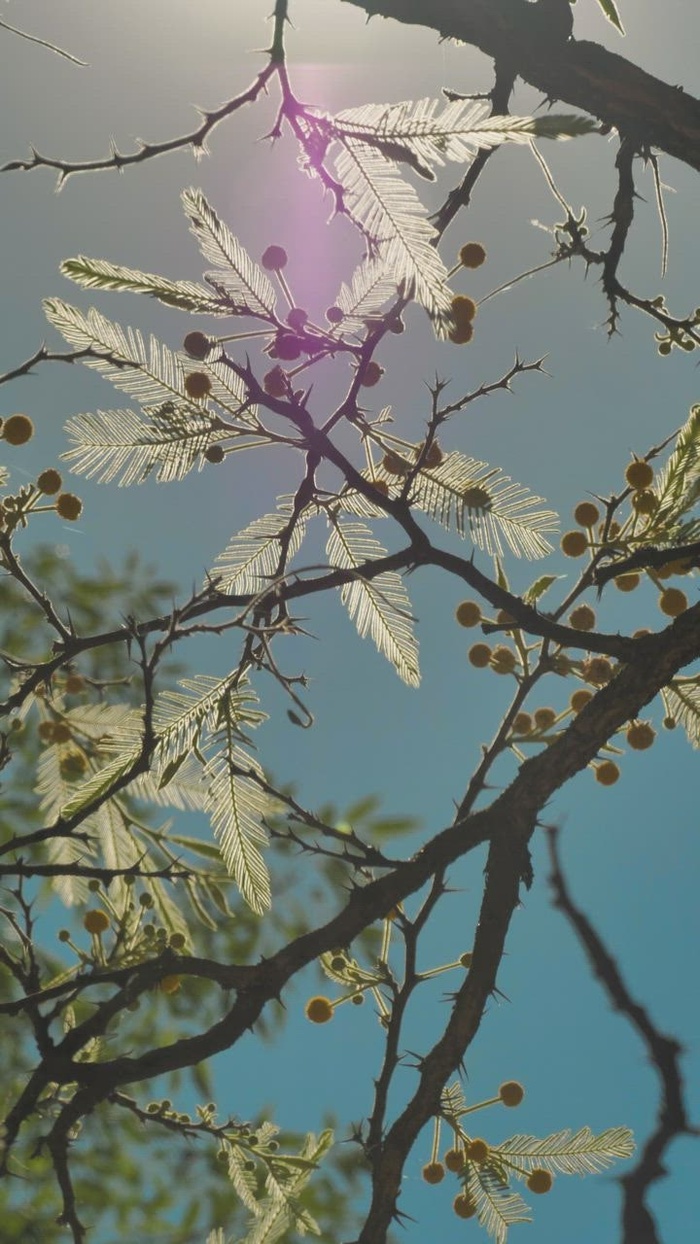 开着黄色花朵的树