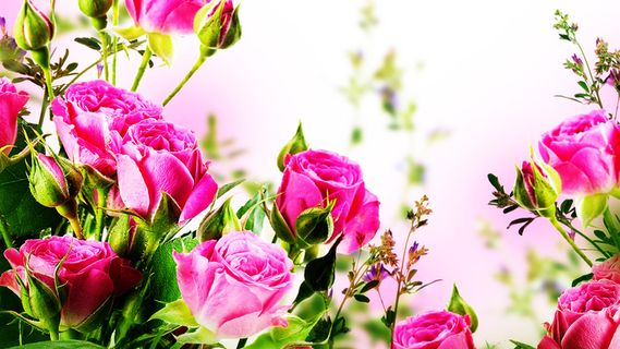 花朵 背景 素材  玫瑰