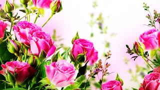 花朵 背景 素材  玫瑰