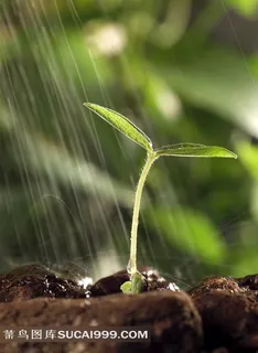 水撒在刚长出来的嫩芽上 水撒在刚长出来的嫩芽上