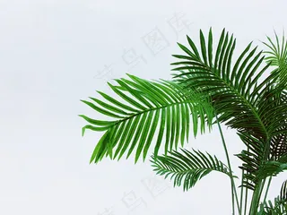 长条状绿叶图片