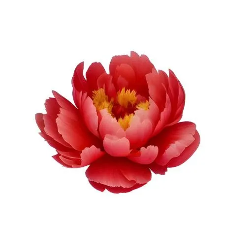 花牡丹花免抠(2048x2048)