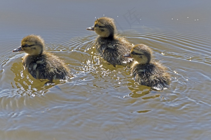 家养小鸭浮水图片