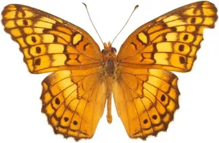 橙色蝴蝶PNG图像，蝴蝶免费下载免抠