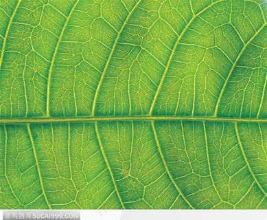 叶脉（绿叶）