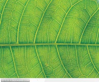 叶脉（绿叶）