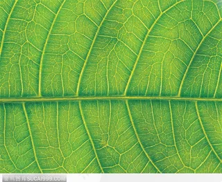 叶脉（绿叶）