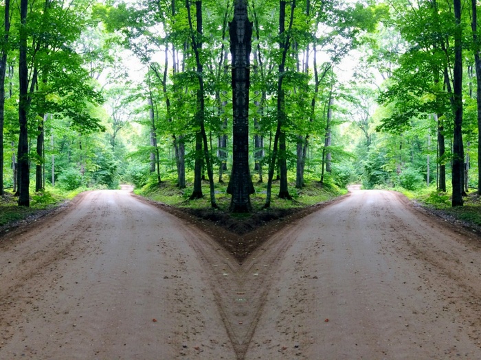 丛林山岔路图片