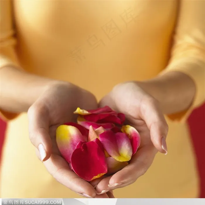 人物手势元素-手捧玫瑰花瓣手势特写
