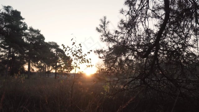 早晨, 日出, 灌木丛, 树木, 森林, 早期的, 太阳