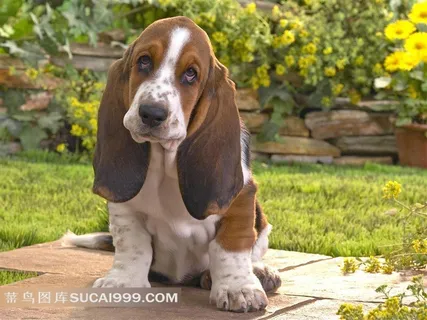 蹲着的宠物狗素材