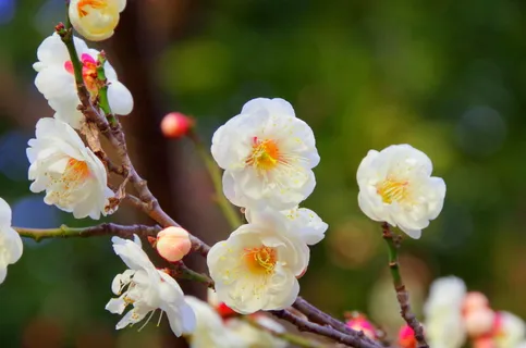 桃花枝唯美图片 桃花枝唯美图片