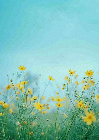 春天花海小黄花清新鲜花，蓝天春分