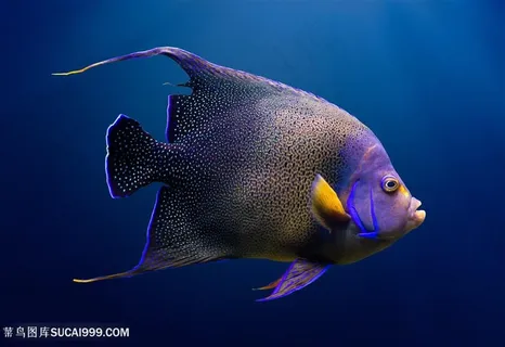 美丽的热带鱼特写高清图片