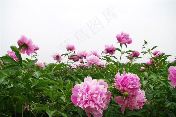 粉红色的牡丹鲜花花海图片