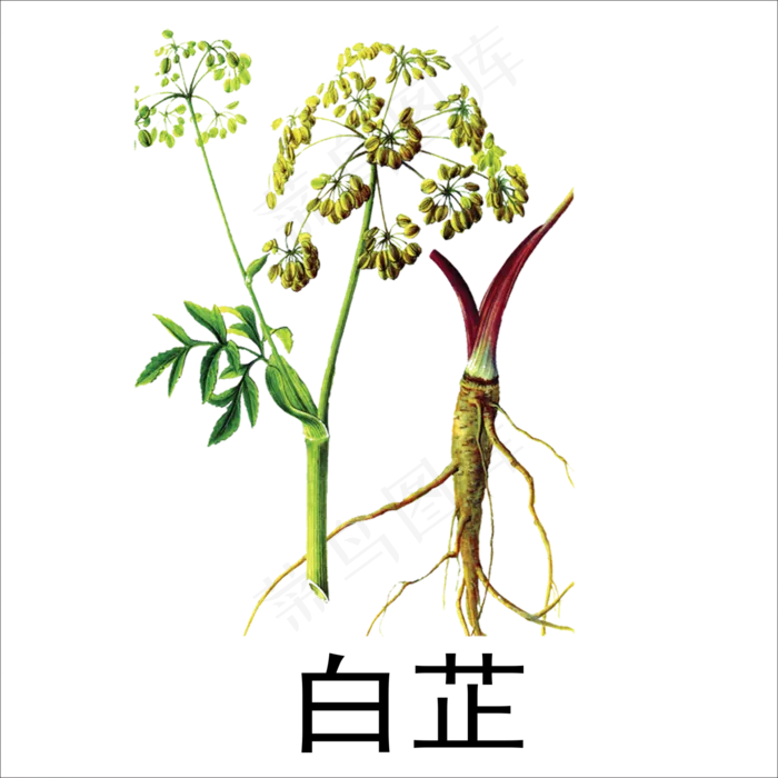 手绘草本中药药材白芷