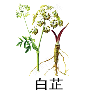 手绘草本中药药材白芷