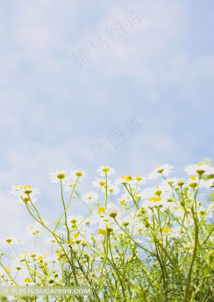 小白菊素材图片