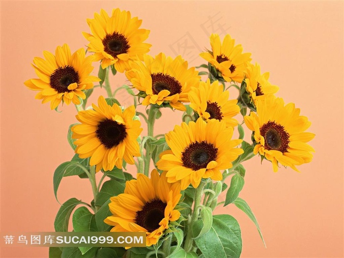娇美的向日葵鲜花摄影素材